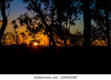 sun setting in background with twilight coloured sky and silhouettes of trees in foreground