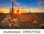 Sun is setting beetwen Saguaros, in Sonoran Desert, near Phoenix.