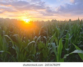 Sun setting behind a corn field