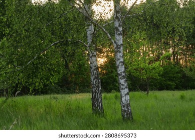 The sun is setting behind the forest. Evening in the summer forest.