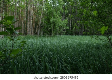 The sun is setting behind the forest. Evening in the summer forest.