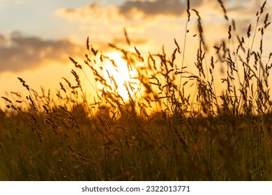 The sun is setting behind the grass stalks