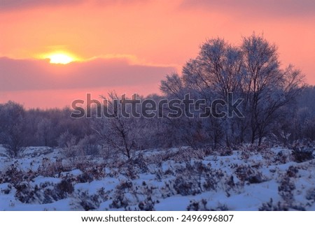 Sun setting behind ice covered trees