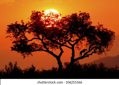 Sun Setting Behind Maroela Tree Silhouette Stock Photo (Edit Now) 106251566