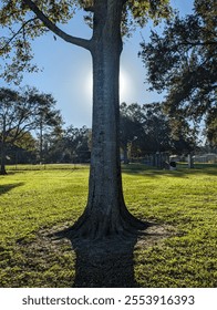 Sun setting behind oak tree in park