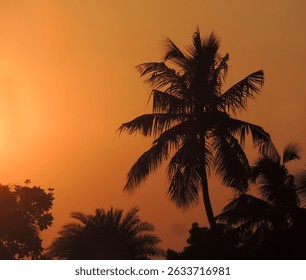 The sun setting behind a palm tree