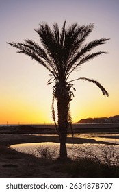 Sun setting behind a palm tree