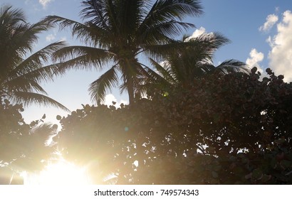 sun setting behind palm tree