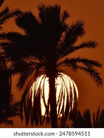 Sun setting behind palm trees against a warm brown sky