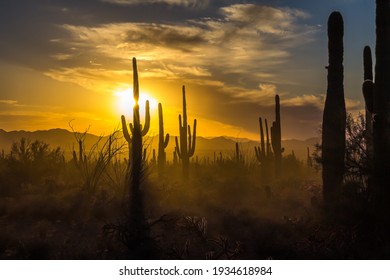 Sun setting behind Saguaro Cactus silhouettes. Dust gives yellow hue enhancing back-lit cacti. Light clouds spread diagonally across golden sky. Saguaro National Park, AZ