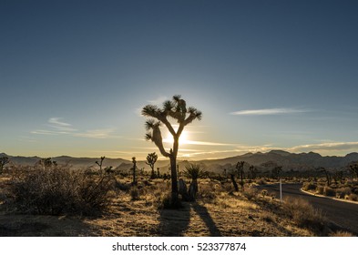 Sun Setting Behind Silhouette Of Joshua Tree In A California Desert