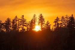 Die Sonne Liegt Hinter Silbernen Pinienbäumen Am Kniffsee Im Kanusengebiet In Minnesota