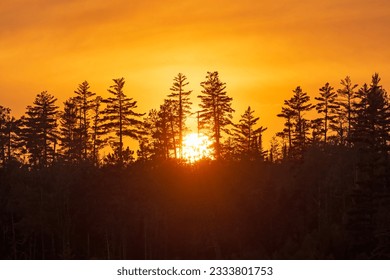 The Sun Setting Behind Silhouetted Pine Trees on Knife Lake in the Boundary Waters Canoe Area in Minnesota