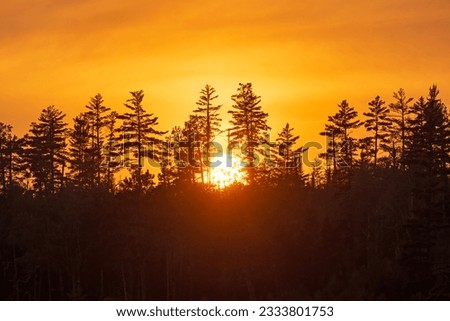 The Sun Setting Behind Silhouetted Pine Trees on Knife Lake in the Boundary Waters Canoe Area in Minnesota