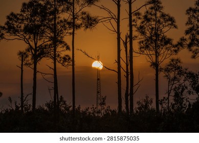 Sun setting behind tall pine trees creating dramatic silhouettes against a warm orange evening sky.