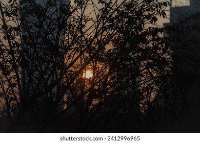 Sun setting behind thin branches