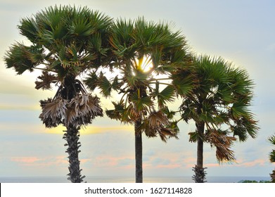 The sun is setting behind this row of palm trees 