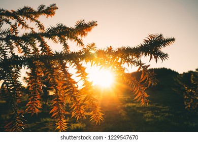 Sun setting behind tree branch