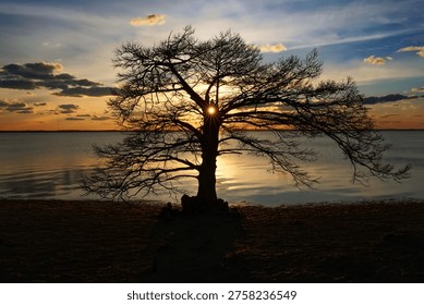 Sun setting behind a tree on Currituck Sound in North Carolina