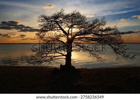 Sun setting behind a tree on Currituck Sound in North Carolina