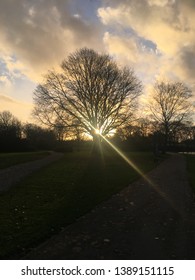 Sun setting behind the trees