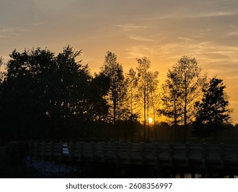 Sun Setting Behind the Trees