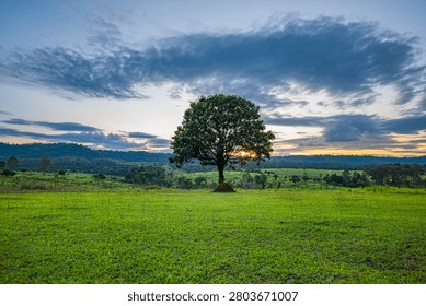 The sun is setting behind the trees.
