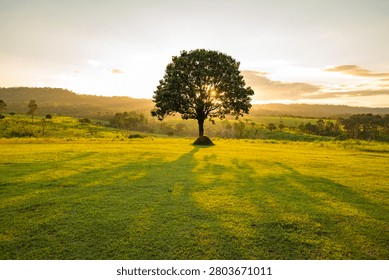 The sun is setting behind the trees.