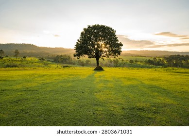 The sun is setting behind the trees.