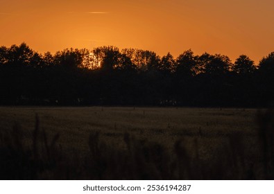 the sun setting behind the trees over the field