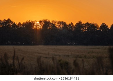 the sun setting behind the trees over the field