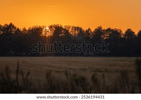 the sun setting behind the trees over the field