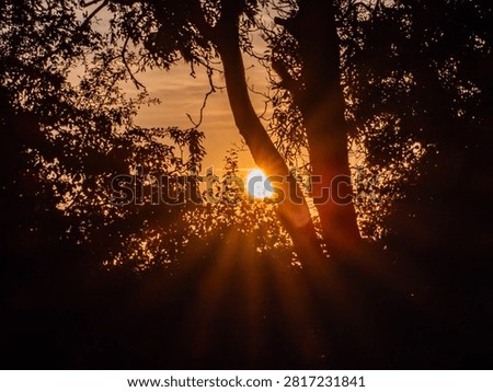 The sun setting between a gap in the trees and bushes 