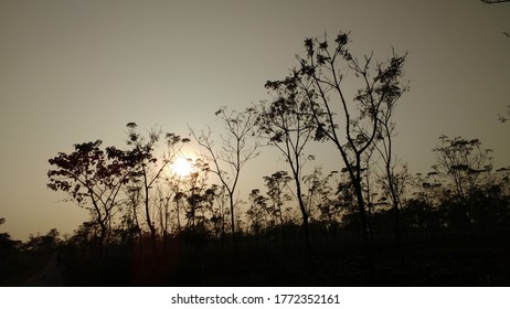 The Sun is setting beyond the trees