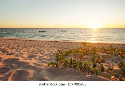 Sun setting down on sandy beach, three boats on sea, round leaves plants growing in sand
