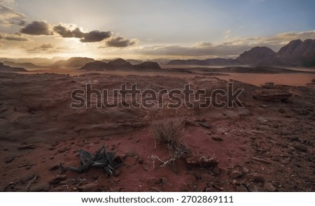 Sun setting down over small mountains in Wadi Rum desert, small shrubs and dry plants in foreground