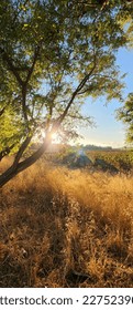Sun setting in a field in-between a tree 