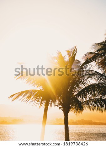 The sun setting in the late afternoon between coconut trees in the lagoon