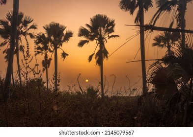 Sun Setting Out On The Atlantic Ocean Through Palm Trees Of Bijilo Forest On The Gambia Coast West Africa