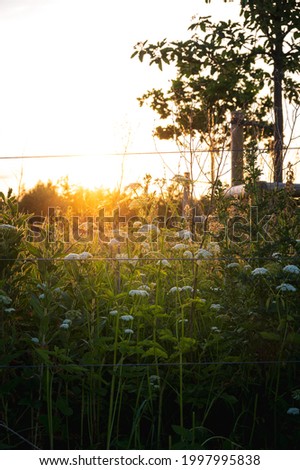 Similar – #A0# Garten mit Sonne