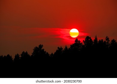 Sun setting over pine trees in wilderness forest peaceful nature silhouette