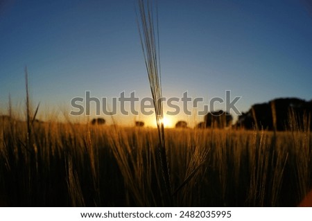 The sun setting over a ripe wheat field in late summer