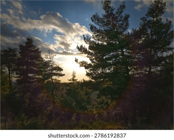 Sun setting over wild pine forest landscape