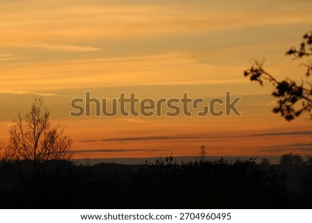 Sun setting though the trees