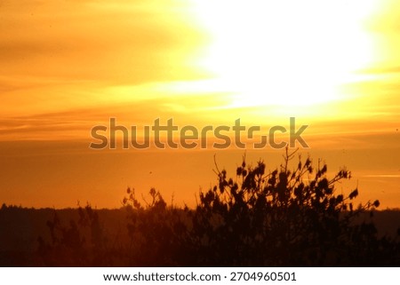Sun setting though the trees
