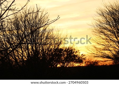 Sun setting though the trees