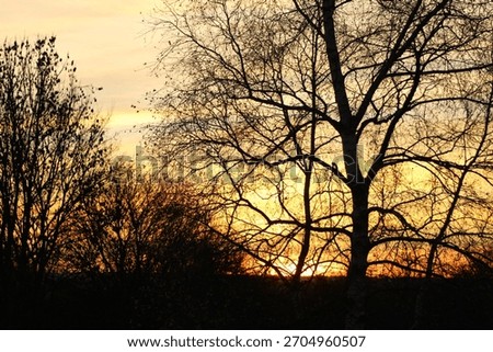 Sun setting though the trees