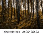Sun setting through birch tree forest. Golden light illuminating autumn landscape in a grove. Natural scenic view for wallpaper design.