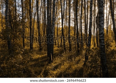 Sun setting through birch tree forest. Golden light illuminating autumn landscape in a grove. Natural scenic view for wallpaper design.