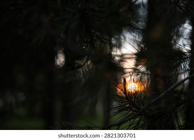 Sun setting through silhouetted pine branches on an early summer evening, dramatic sky with warm light